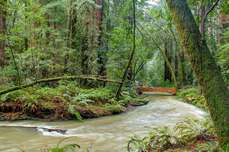day, stream - flowing water, plant, Landscape, nature, ferns, tree, outdoors, non-urban scene, Flowing, area, woodland, muir woods, Water, growth, tranquil scene