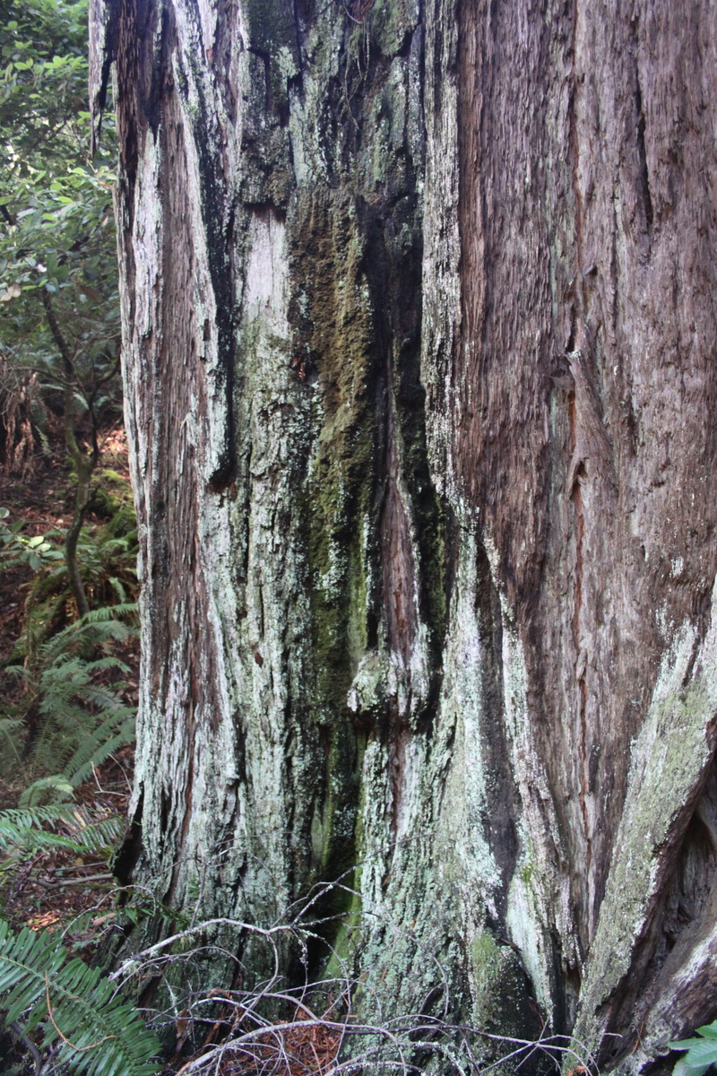 muir woods, tree trunk, nature, growth, close-up, bark, day, moss, outdoors, trunk, plant, forest, land, california, plant bark, tree, landscape, 4K, wood - material