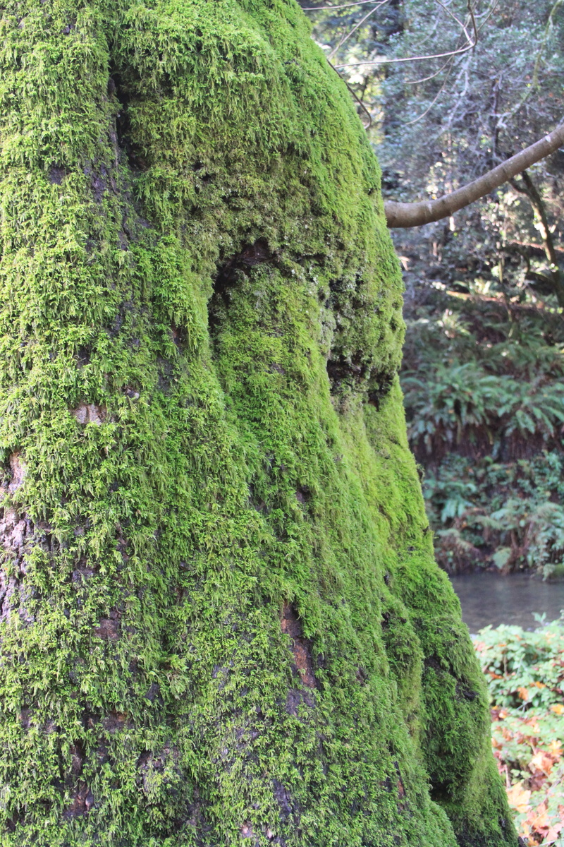 national, day, park, california, focus on foreground, green color, foliage, trunk, outdoors, lush, tree trunk, muir woods, tree, nature, wood, muir, bark