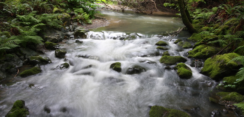 tree, flowing water, scenics - nature, land, rock - object, rock, california, river, muir woods, forest, blurred motion, stream - flowing water, nature
