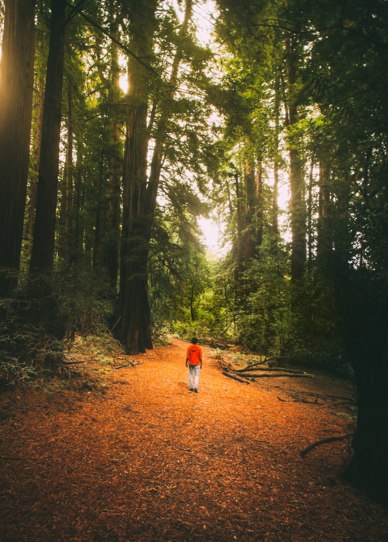 wide angle, plant, land, full length, beauty in nature, californium, woodland, natural, dramatic, 4K, tall tree, san francisco, outdoors, wood, explorer