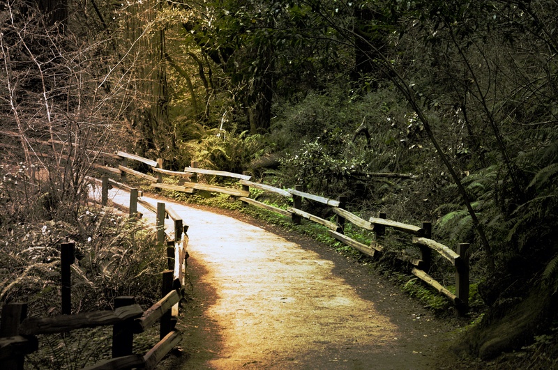 trail, woods, 4K, the way forward, built structure, direction, gray, railing, no people, nature, day, outdoors, pathway, footpath, northern california