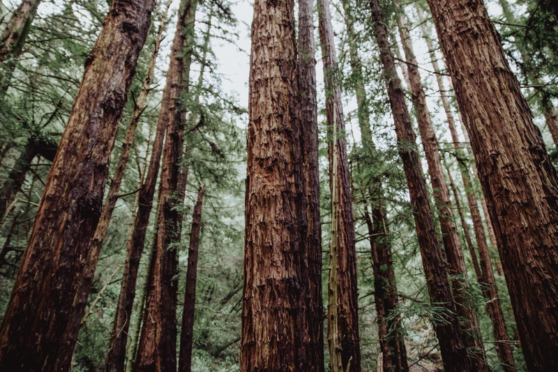 leaf, needle, outdoor, trunk, day, trees, brown, outdoors, forest, plant, land, tree trunk, tranquility, scenics - nature, 4K, woodland, coniferous tree
