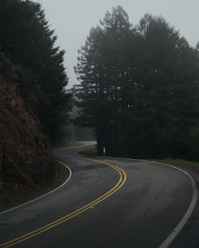 abies, empty, plant, outdoors, muir woods, asphalt, 2K, winding road, clothing, moody, fir, way, sleeve, tree, trees, sky, dividing line, symbol, roadtrip