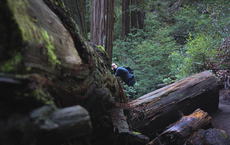 animal wildlife, forest, land, 4K, san francisco, nature, animal, animals in the wild, red woods, wood, tree trunk, bird, vertebrate, animal themes, no people