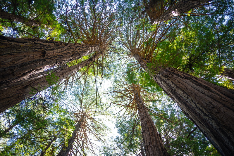 trees, plant, muir woods national monument, 4K, shadows, muir, beauty in nature, tree trunk, low angle view, tall - high, california, mill valley, united states