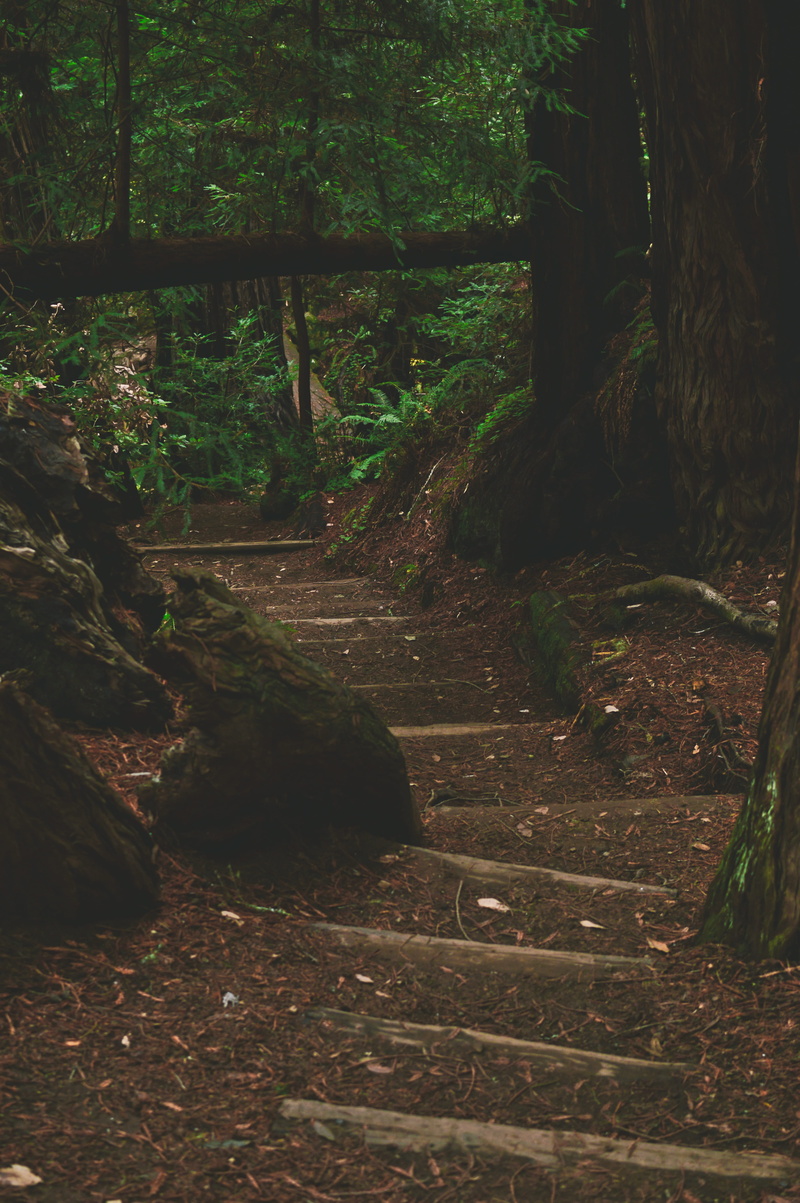 tranquility, steps and staircases, direction, no people, tree, land, united states, staircase, architecture, redwood, hiking, footpath, growth, muir woods national monument