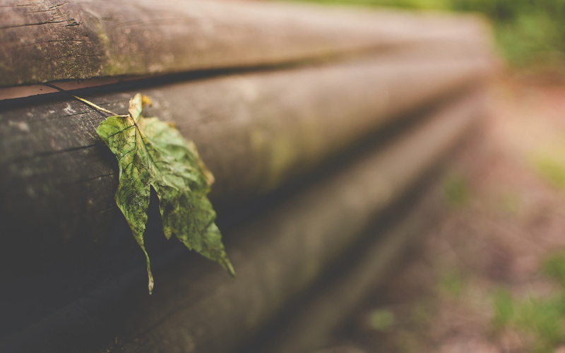 growth, old, 2K, animals in the wild, leaf, branch, insect, season, beauty in nature, outdoors, green Color, plant, woodland, day, animal, one animal