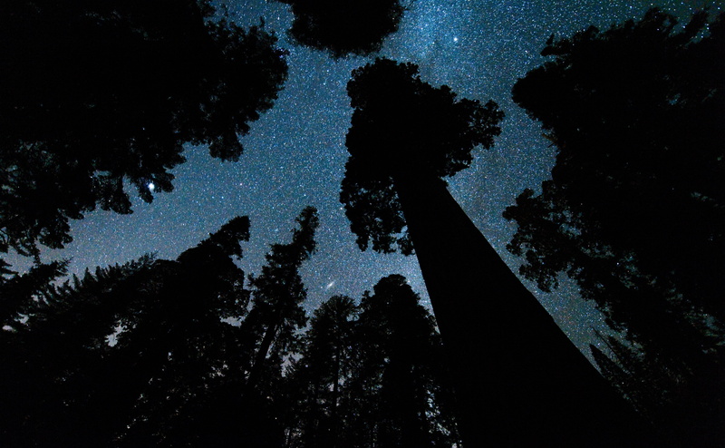 Andromeda, Galaxy, 4K, famous tree, Tree, tranquil scene, Kings, Grove, giant sequoia, coniferous tree, grant, Photography, Stars, scenics - nature, Forests