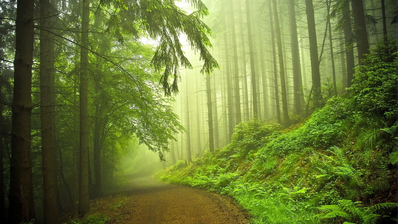 hd, trail, trees, 1080P, path, forest, nature, mist, fog, green