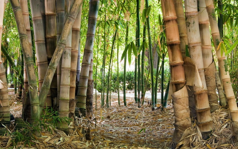 beauty in nature, tranquility, forest, tree trunk, plant part, bamboo, outdoors, land, plant, growth, bamboo - material, nature, abundance, bamboo - plant