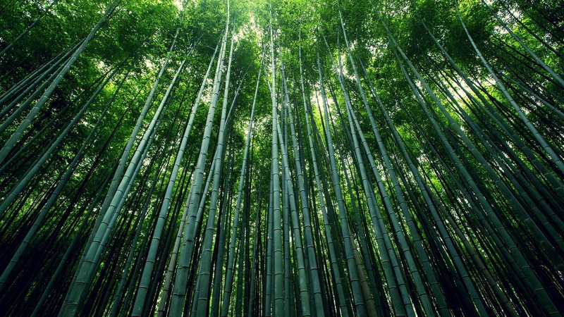 1080P, low angle view, bamboo - plant, plant, tree, beauty in nature, growth, plants, nature, Moso, backgrounds, full frame, day, forest, tranquility
