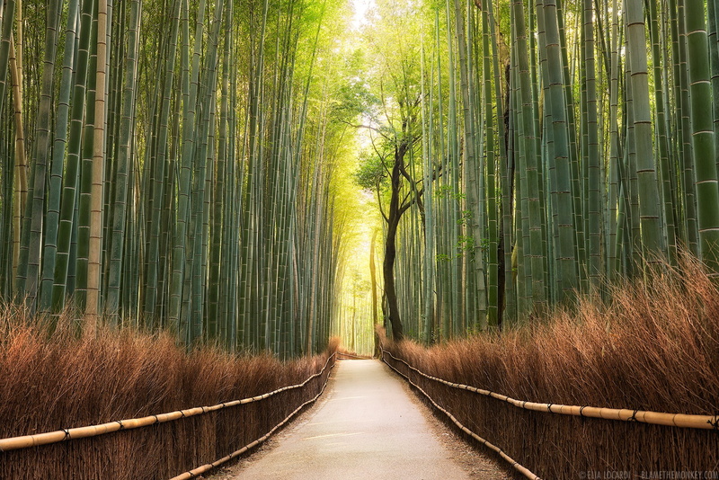 no people, outdoors, path, direction, land, trees, tranquil scene, footpath, bamboo, forest, beauty in nature, nature, scenics - nature, temple, tree, plant