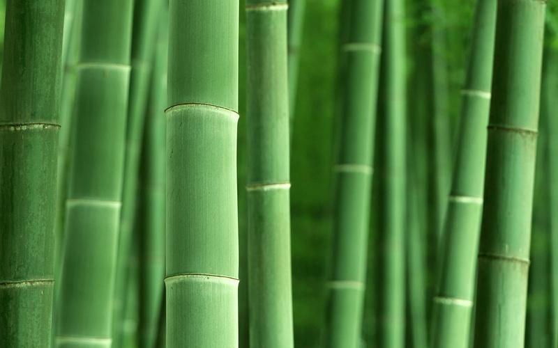 green color, focus on foreground, bamboo, tranquility, day, 720P, bamboo grove, pattern, no people, bamboo - plant, growth, land, nature, close-up, green