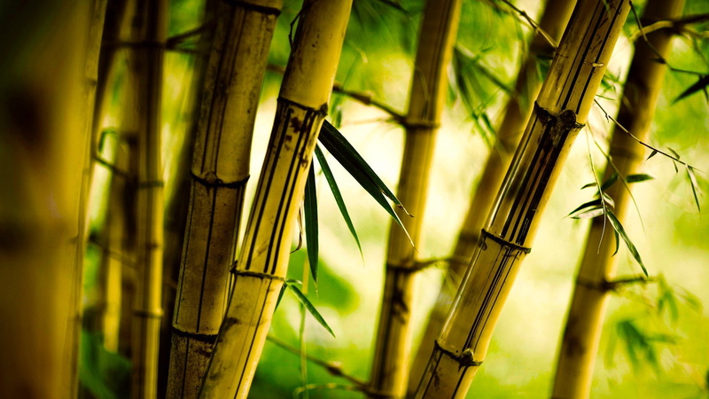 plant, growth, leaf, tranquility, nature, land, plants, 1080P, bamboo, tree, forest, bamboo grove, day, green color, bamboo - plant, beauty in nature