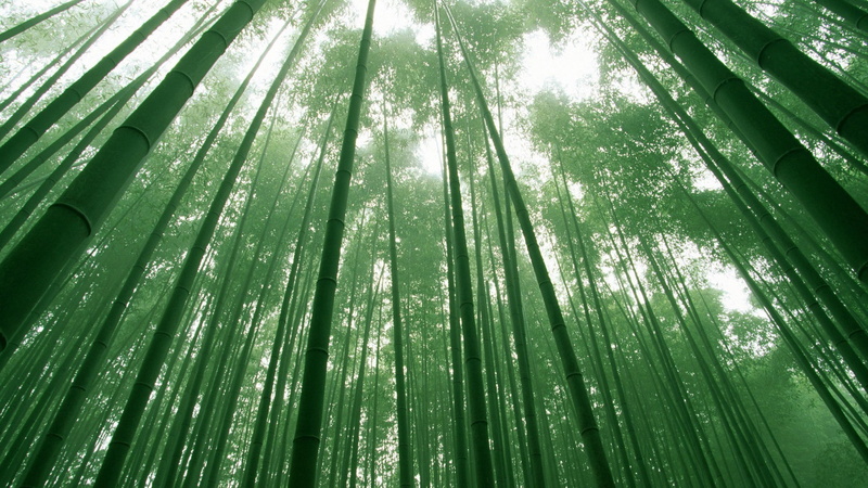 backgrounds, 1080P, leaf, bamboo, day, green color, outdoors, close-up, palm leaf, tranquility, forest, no people, beauty in nature, nature, bamboo grove