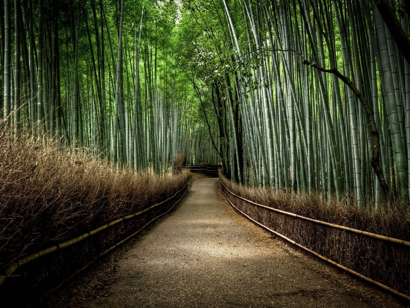 green color, forest, beauty in nature, plant, diminishing perspective, woodland, pathway, 720P, outdoors, tree canopy, bamboo grove, nature, bamboo - plant
