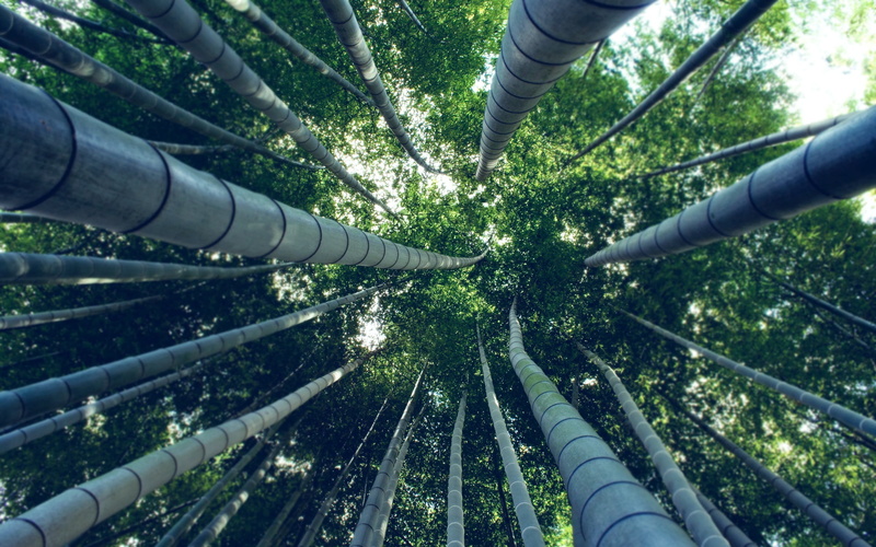 trees, bamboo, growth, plant, leafed, built structure, tree, green color, no people, tall - high, worms eye view, day, forest, low angle view, green, bamboo - plant