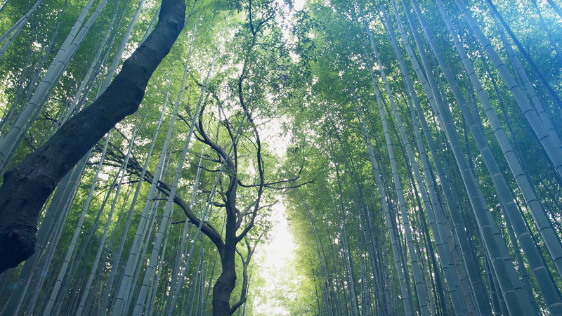 1080P, green color, forest, outdoors, branch, tree canopy, woodland, bamboo - plant, growth, land, tranquil scene, beauty in nature, gray, sunlight, non-urban scene