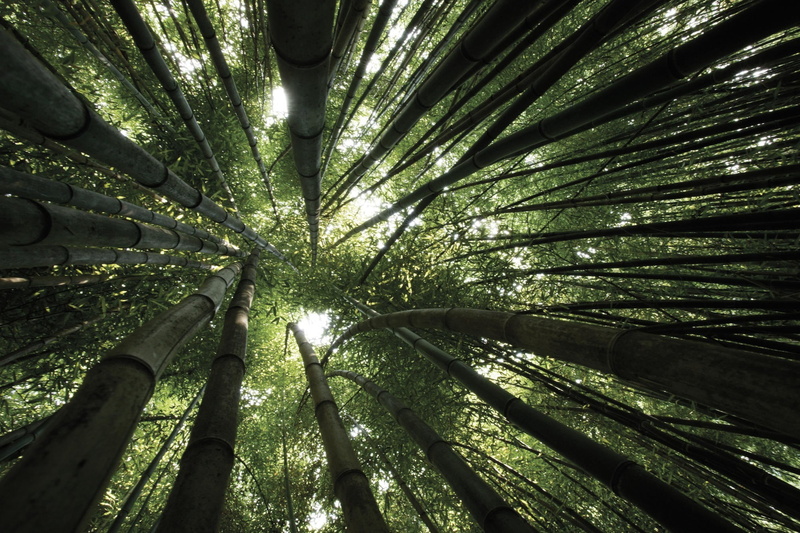 bamboo - plant, no people, bamboo grove, nature, sunlight, bamboo, woodland, palm leaf, forest, plant, land, day, outdoors, tranquility, 1080P, trees