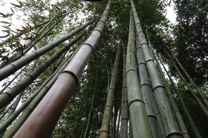 tranquility, plant, bamboo grove, trunk, nature, green color, land, bamboo, woodland, low angle view, tree trunk, landscape, forest, Japanese Garden, 5K