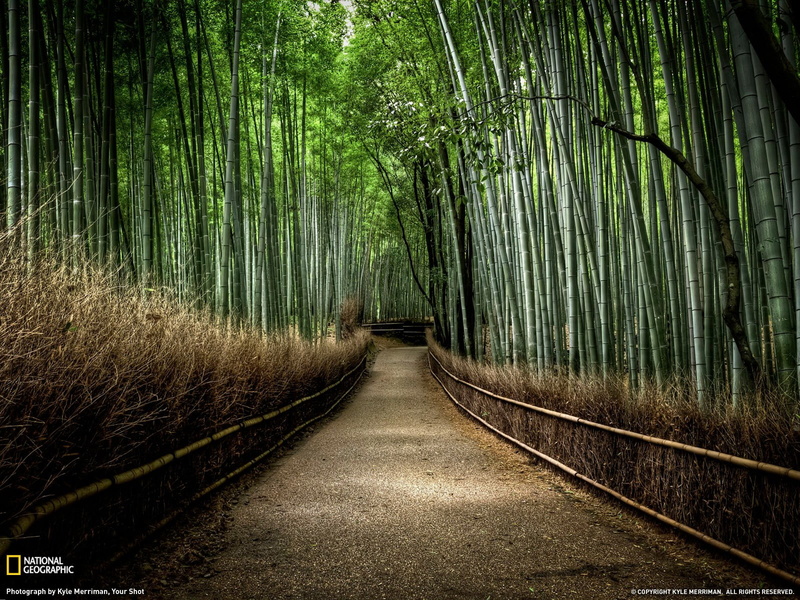 beauty in nature, 720P, bamboo, plants, forest, non-urban scene, direction, day, land, bamboo grove, trees, growth, woodland, tree, tranquil scene, the way forward