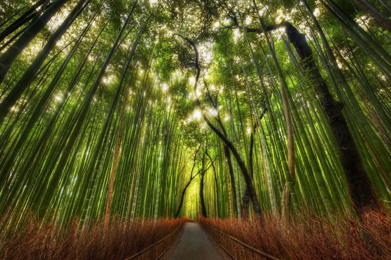 direction, day, treelined, diminishing perspective, non-urban scene, tranquil scene, plant, tree, beauty in nature, woodland, green color, growth, trees