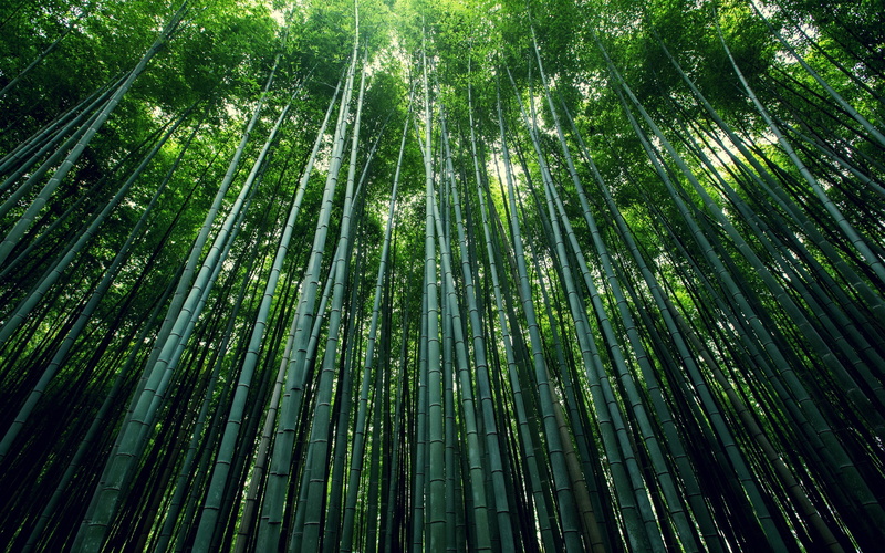 2K, tree, no people, green color, land, tranquility, full frame, beauty in nature, palm leaf, forest, day, bamboo, abundance, rainforest, plant, tall - high