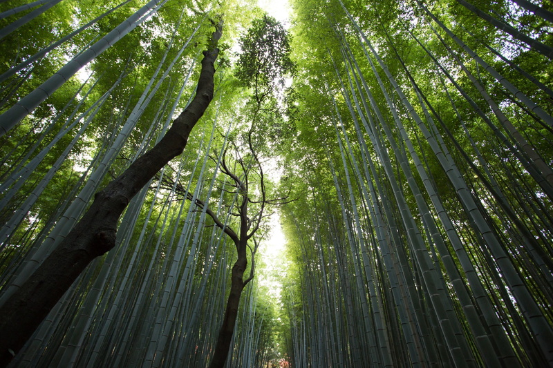 2K, tranquility, land, tree canopy, plants, low angle view, bamboo grove, no people, bamboo - plant, forest, nature, plant, tree, day, scenics - nature
