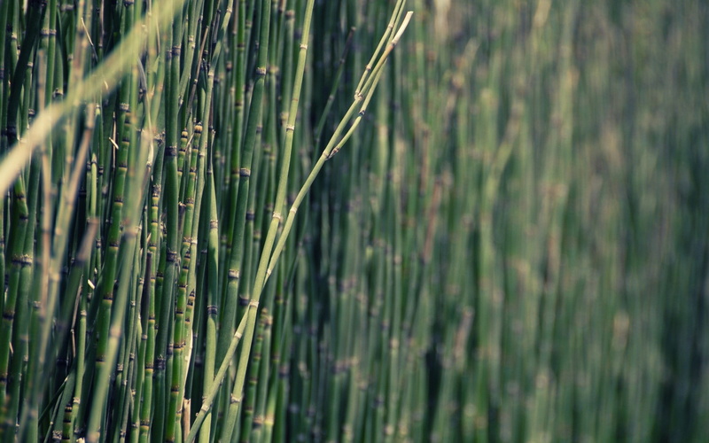 tranquility, selective focus, green color, bamboo - plant, beauty in nature, field, plants, bamboo, close-up, nature, 720P, bamboo grove, outdoors, land