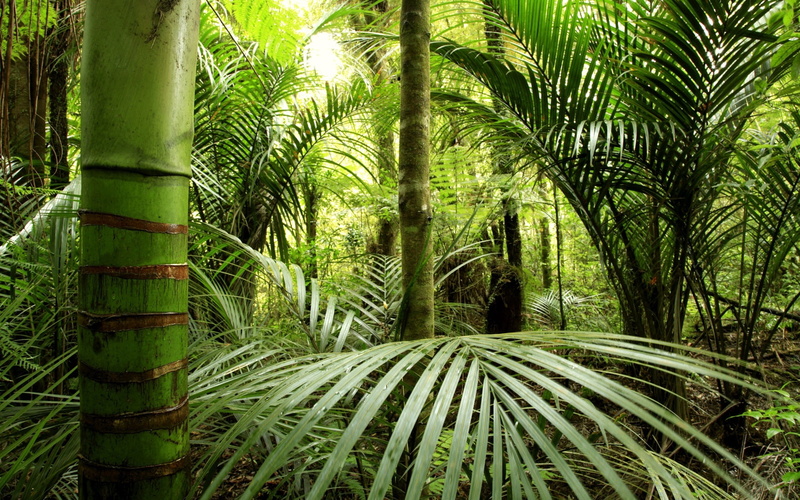 720P, woodland, jungle, bamboo - Plant, green, land, forest, tranquility, scenics, branch, outdoors, fern, leaf, tree trunk, greens, rainforest, environment