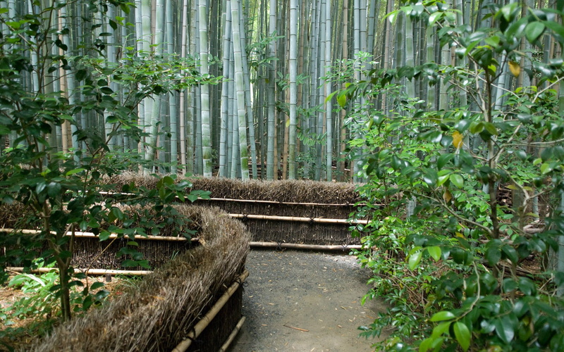 gray, brown, plant part, bamboo, bamboo - plant, leaf, non-urban scene, green color, growth, direction, plant, the way forward, no people, tree, day, tranquility