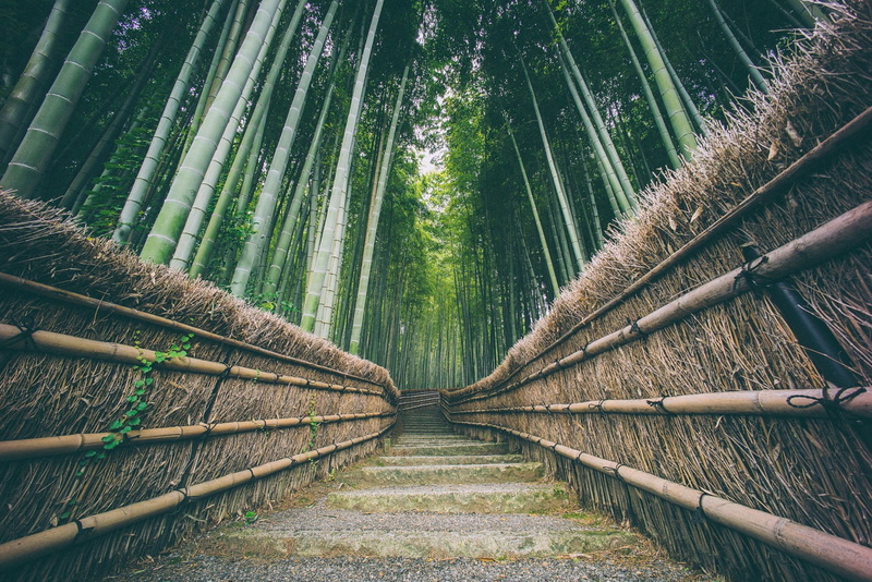 tranquility, plant, land, diminishing perspective, bamboo, growth, green, the way forward, direction, long, tree, day, green color, beauty in nature, China