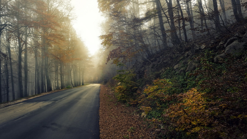 tree, woodland, light, 4K, path, autumn, nature, ecosystem, forest, wilderness, sunlight, mist, road
