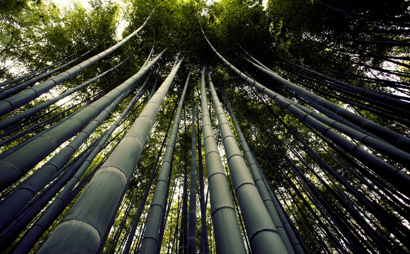 tall - high, Travel, touristattraction, beauty in nature, Tour, bamboo grove, touristsite, Giant, Japan, growth, technology, groves, stalks, land, Beautiful