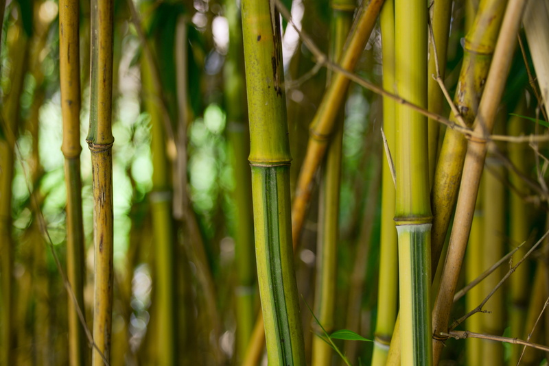 tranquility, macro, plant stem, close-up, field, japanese, japan, wood, green, focus on foreground, 5K, bamboo - plant, chinese, leaf, outdoors, forest