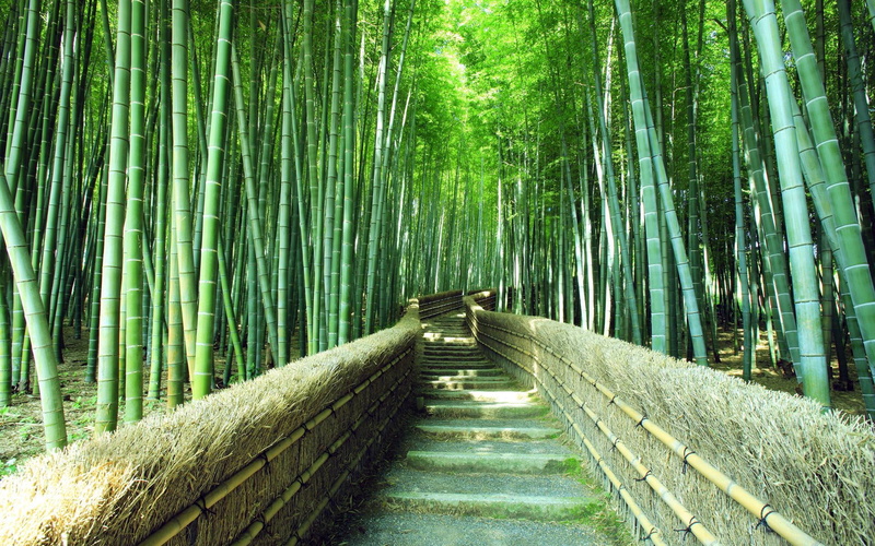 bamboo, forest, 1080P, pathway, green, trails, plants, green scenery, bamboo forest trails, near, scenery