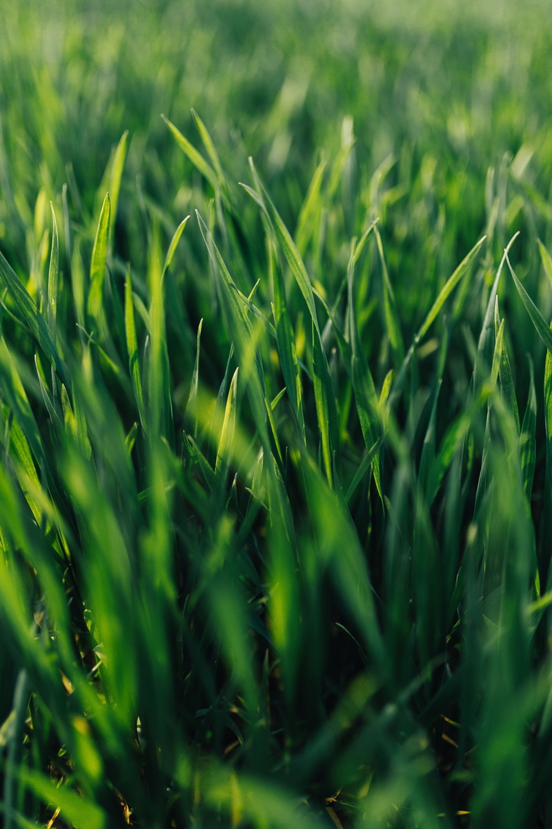 farm, environment, outdoors, summer, cereal plant, green Color, plant, selective focus, full frame, rural scene, Close-ups, close-up, green grass, growth