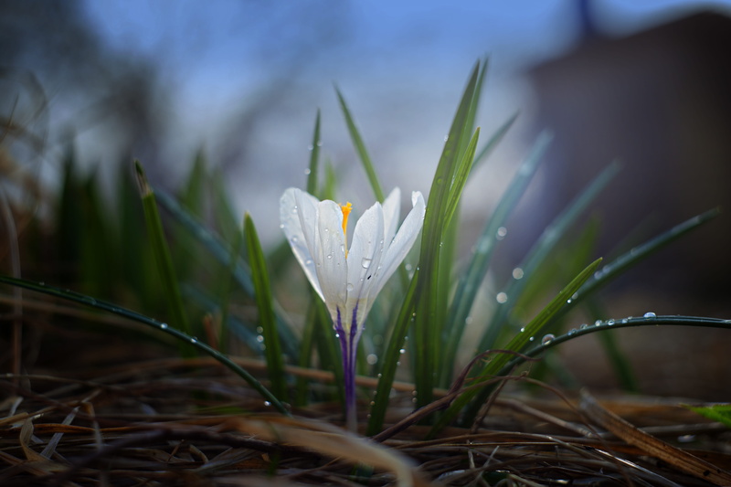 close-up, blade of grass, flora, dew, green, raindrop, seedlings, day, nature russia, crocus, nature, growth, plant, outdoors, color, russia, green leaves