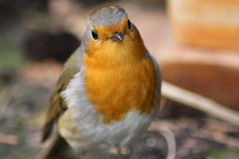 vertebrate, antur, looking at camera, outdoors, red goblets, full length, 4K, orange, focus on foreground, garden, front view, animal wildlife, fauna