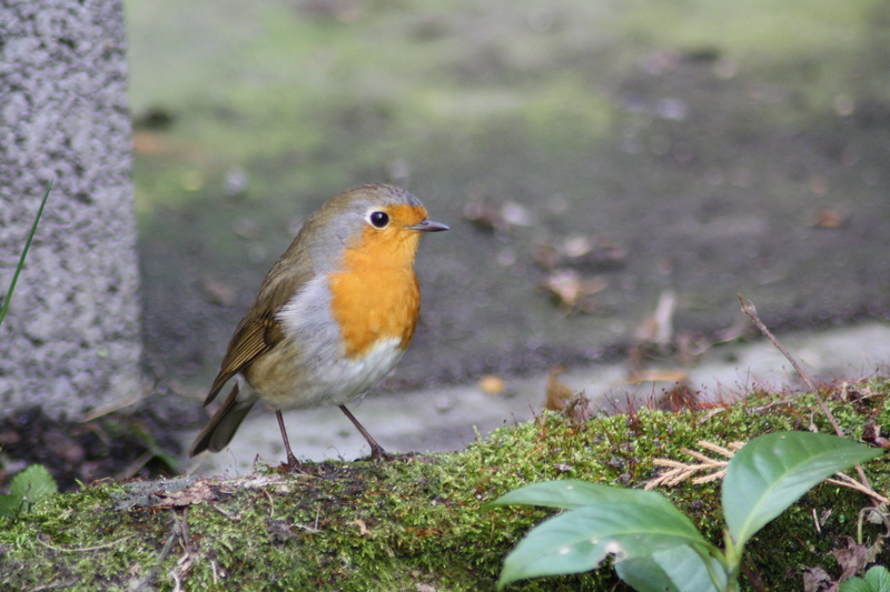 wing, animal wildlife, outdoors, stone base, color Image, land, bird Watching, nature, vertebrate, grass, close, robin, animal world, day, animals In The Wild