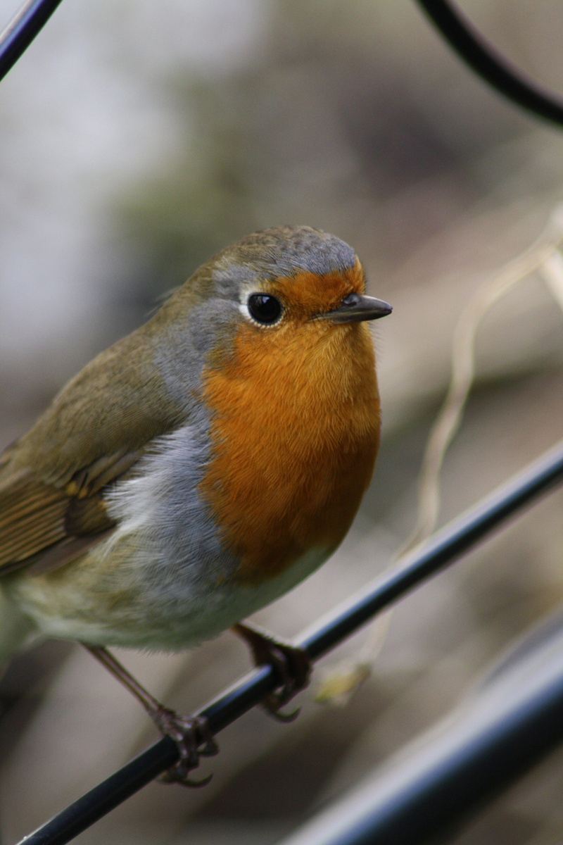 close up, twig, animal body part, animal wildlife, animal world, wing, garden, feather, songbird, fauna, orange, species, one animal, red goblets, plumage