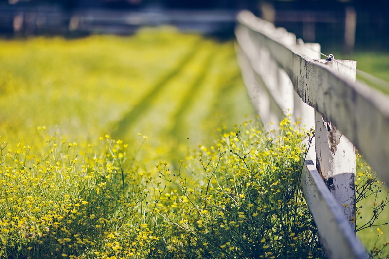 sunlight, crop, environment, surrounding, plant, road, daytime, wooden, land, macro, green Color, agriculture, outdoors, focus on foreground, landscaped