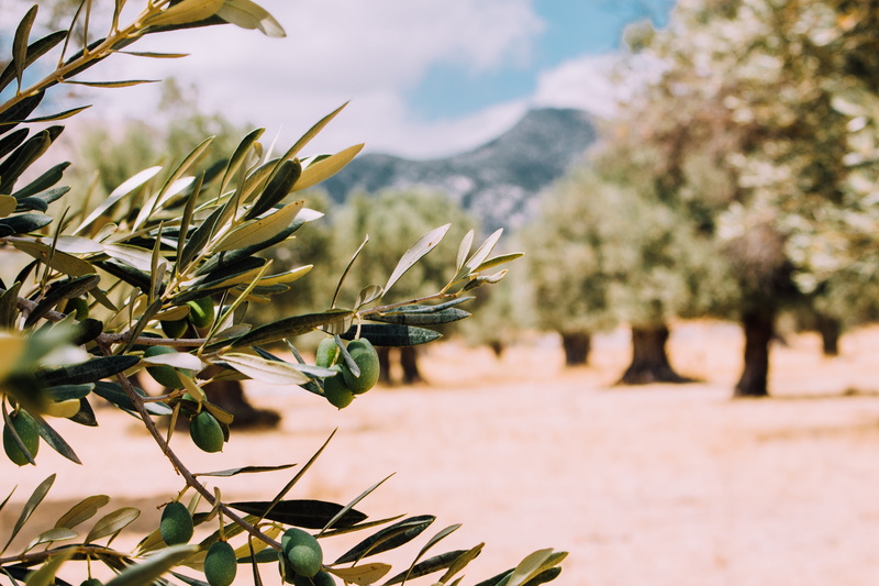 growth, 5K, olive tree, tranquility, mountain, no people, outdoors, leaves, field, day, green color, farm, nature, focus on foreground, close-up, fruit