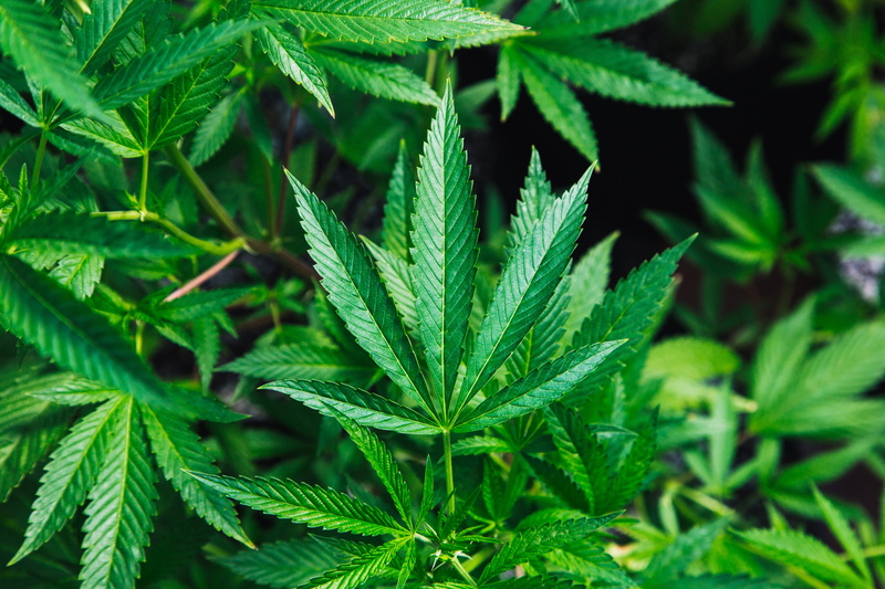 plant, weed, alternative medicine, nature, grower, photo, no people, healthcare and medicine, cannabis plant, food and drink, cannabi, plant part, marijuana