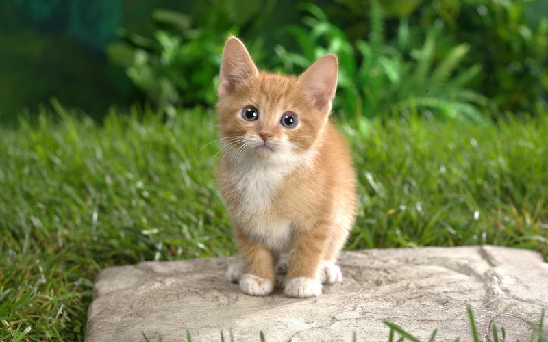 stone, little, white, red tiger, staying, 1080P, kitty, animals, backyard, pretty