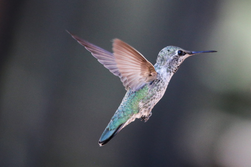 flying, wildlife, small, animals, beak, close-up, no people, cute, flight, nature, wings, animal body part, bird, rainforest, backyard, hover, feeding