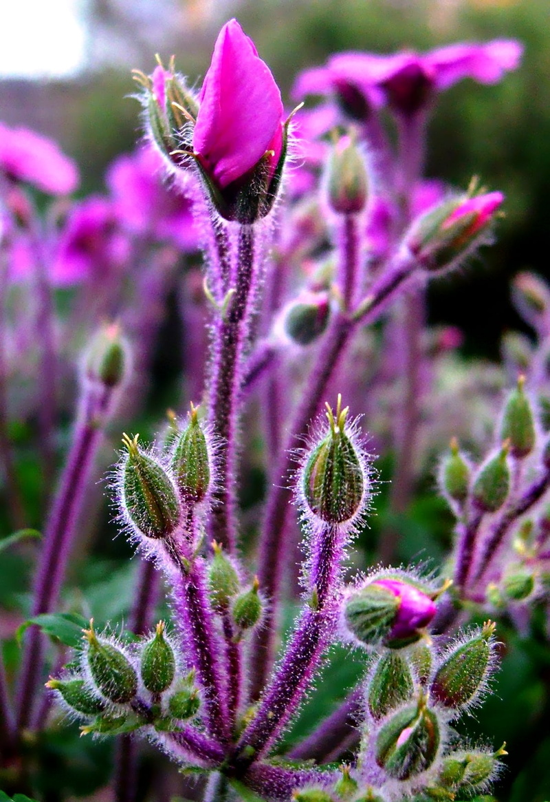 flower bud, purple  flower, Ready to go, scotts, bud, in my own backyard, Pot-of-Gold, go  green, fuzzy, flower, purple flower, green, faves, green and purple