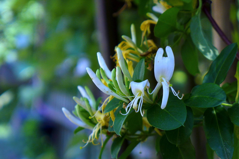 springtime, purple, garden, honeysuckle, day, yellow, close-up, blossoms, plant, vulnerability, plant part, petal, fragility, flowers, freshness, flowering plant
