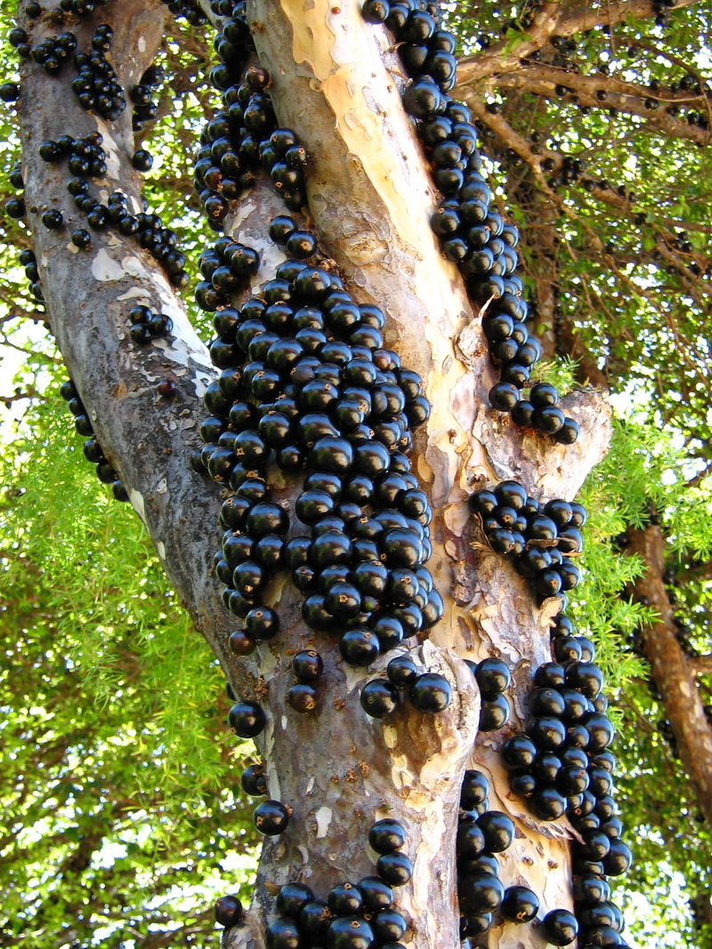 trunk, land, animal wildlife, Jabuticaba, 1080P, pattern, branch, day, growth, invertebrate, outdoors, Trunk, Tree, beauty in nature, plant, Tree, fruit